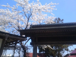 庭の門の桜